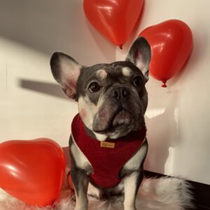 Valentine harness “Hot love”