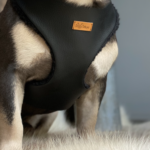 Limited edition harness “Black”
