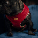 Luxury harness “Red”